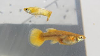 Full Gold Guppy Showcase [upl. by Olifoet]