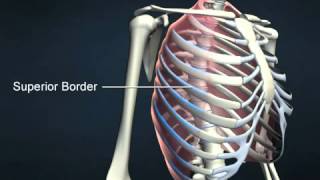 External intercostals  AnatomyOnlineCourse [upl. by Terza]