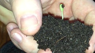 How to Plant and Grow a Pomegranate Tree From Seed [upl. by Limemann]