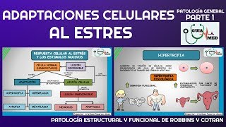 ADAPTACIONES CELULARES AL ESTRÉS HIPERTROFIA E HIPERPLASIA  GuiaMed [upl. by Pierro]