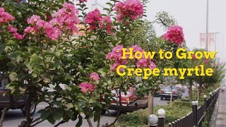 Lagerstroemia indica Growing Guide Crepe myrtle by GardenersHQ [upl. by Haissem]