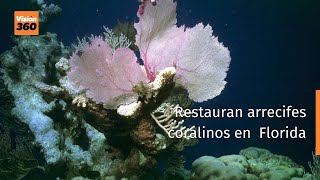 Restauran arrecifes coralinos en Cayos de Florida Video EFE [upl. by Nannarb]