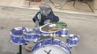 Cat Drum Solo [upl. by Enale]