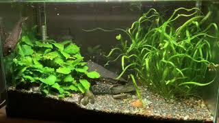 Relaxing aquarium timelapse with calming music  🐟 🐠  unedited no loops  Aquarium 060 [upl. by Kravits]