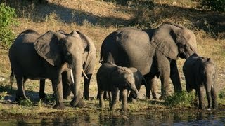 Chobe National Park Botswana [upl. by Yniar]