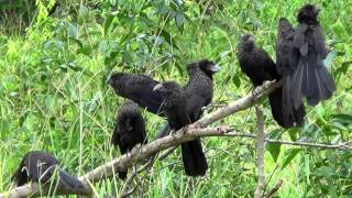 SMOOTHBILLED ANI group resting CROTOPHAGA ANI ANUPRETO Anum Anupequeno SOCIABLE BIRD [upl. by Yrrep]