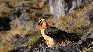 Suivi du Gypaète barbu au Parc national des Pyrénées [upl. by Huei]