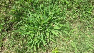 Kill Crabgrass post emergent The easy way [upl. by Onitnas280]