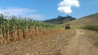 Farmall 95 com ensiladeira area total [upl. by Aikam]