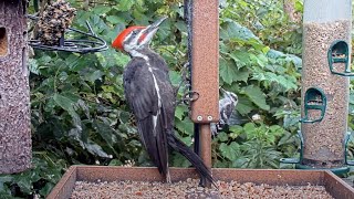 NYs Biggest amp Smallest Woodpeckers On the Suet Together  August 11 2023 [upl. by Marjorie]