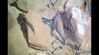 Wild spotted black snakes mating Pseudechis guttatus NSW [upl. by Akimot214]