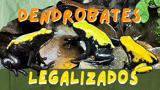 Dendrobates Adelphobates galactonotus  O FANTÁSTICO SAPO FLECHA [upl. by Aramot]