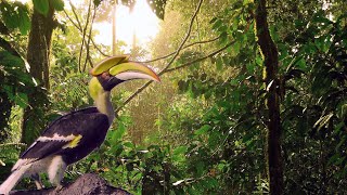 Borneo Tropical Rainforest [upl. by Irt650]