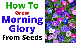 How To Grow Morning Glory Vine From Seeds  Summer Season Flowering Vine [upl. by Gona6]