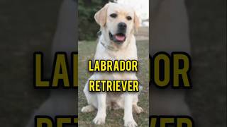 Labrador Retriever November2024pukhtanarelaxingworldsurvivingvlogs dog [upl. by Thedric]