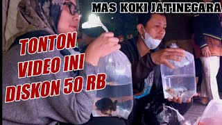 CEK UPDATE HARGA IKAN HIAS MAS KOKI TERBARU TERMURAH TERLARIS BANG ARIP PASAR IKAN HIAS JATINEGARA [upl. by Aid]