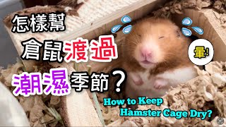 防止倉鼠籠濕度太高的5種方法 How to Keep Hamster Cage Dry 潮濕季節飼養倉鼠手冊 [upl. by Squier]