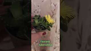 Первое домашнее цветение FAUCARIA🥰 просто восторг цветы [upl. by Enaz17]