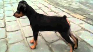 Mini Pinscher Sasha 3 month [upl. by Bee]