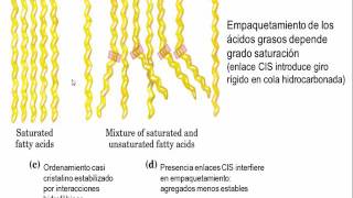 Tema 41 Clasificación estructura y propiedades de los lípidos S1 Lípidos Simples umh1163 [upl. by Ignatz223]