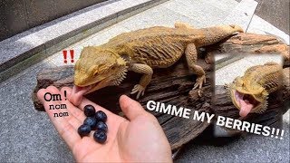 Elvarg EXCITED for Blueberries   Bearded Dragon lizard FEEDING video  ASMR [upl. by Megan]