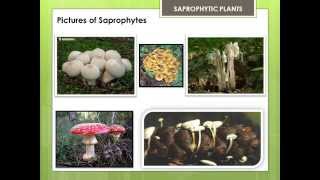 SAPROPHYTIC PLANTS [upl. by Anah]