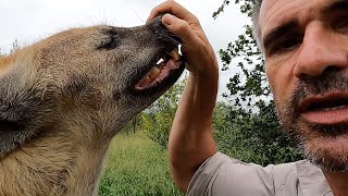 Hyenas Scents and Sense Abilities  Hearing  The Lion Whisperer [upl. by Nodle]