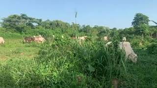 A step towards intensive cattle farming in Ghana [upl. by Durware220]