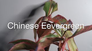 Chinese Evergreen Plant  How To Transplant [upl. by Andromeda874]