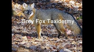 Grey Fox Taxidermy Part 1  Introduction and Skinning [upl. by Hyo667]