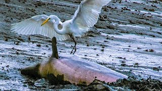 The Art of Kicking Fish  A Dolphin Feeding Technique [upl. by Kendry]