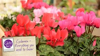 Cyclamen  Everything you need to know [upl. by Schilit24]