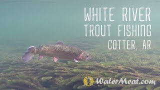 White River Trout Fishing  Cotter AR [upl. by Tate]