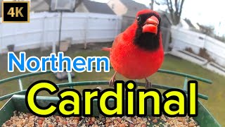 4K The Northern Cardinal 🦜  Most beautiful red bird in USA 🇺🇸 [upl. by Lleval904]