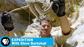 Finding a Carpet Viper  Ep 1 Oman  Desert Canyon  Expedition with Steve Backshall  PBS [upl. by Cilka]