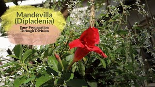 Mandevilla synDipladenia  Easy Propagation Through Division and Using Stem Cutting [upl. by Anitsirc]