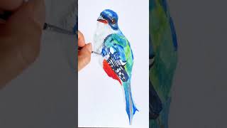 Pintó un tocororo cubano en acuarela art watercolor birdpainting watercolortutorial [upl. by Kaltman]