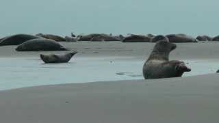 insel Gesichter  der neue Borkum Film  Teil 4  Seehunde gucken [upl. by Bridwell]