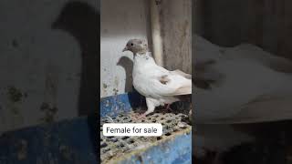 Amiran sistaru female sale pigeon kabootar birds viralvideo [upl. by Odradlig39]