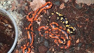 Red Fire Salamanders  Development and Growth Salamandra s terrestris  Rote Feuersalamander [upl. by Donahoe]