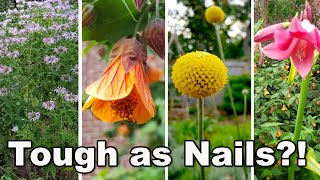 15 Easy to Grow at home Perennial Plants  survived heat drought  neglect in humid zone 8 garden [upl. by Werra]