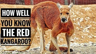 Red Kangaroo  Description Characteristics and Facts [upl. by Anippesuig]