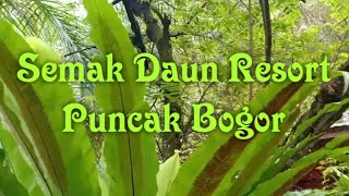 Semak Daun Resort Puncak Bogor [upl. by Firman]