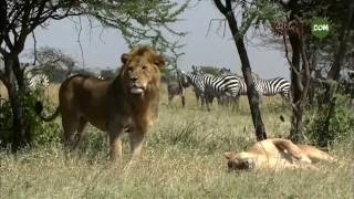 Serengeti HD Tanzania Specialist [upl. by Areema]