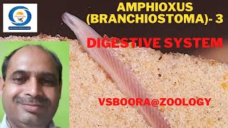 Amphioxus Branchiostoma digestive System3VSBooraZoology [upl. by Althee]