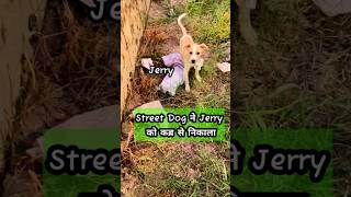 Baby duck का आखिर पल कब्र से Street Dog ने जेरी को निकाला  petsvlog youtubeshorts viralvideo [upl. by Nosiram]