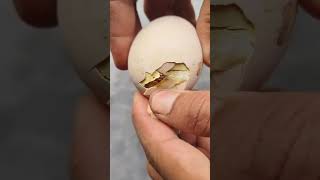 The Miracle of Hatching Chick Breaks Free from Eggshell  Chick Hatching Process [upl. by Eimaral]