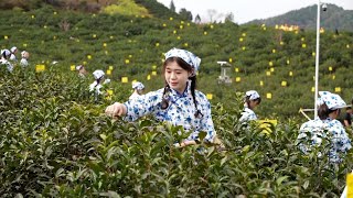 Merchants drawn to origin of worldfamous black tea as tea picking begins in Chinas Qimen [upl. by Atat]