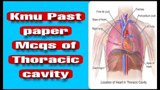 Thoracic cavity Anatomy Mcqs Kmu past paper By education planet of safa qureshi [upl. by Navi]