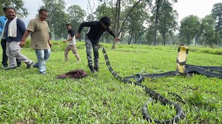 बेहद गुस्सैल रूप में किंग कोबरा को जब जंगल छोड़ने गए फिर जो हुआ😱Dangerous King Cobra Release [upl. by Iyre]